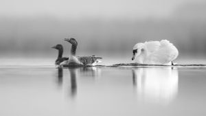 16075_Fotograf_Jens  Jakobsson_Swan hunting geese_